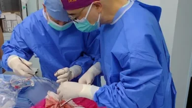9 أيام من الحياة.. دراسة توثق أول زراعة لرئة خنزير معدلة جينياً في جسم إنسان 2 37 12
