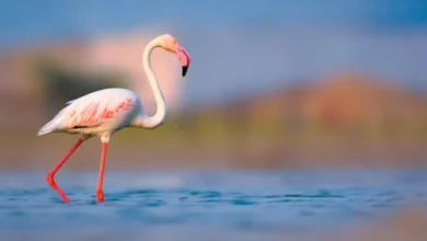 15 4