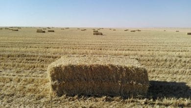 "تبن البرازيل" يشعل الجدل في المغرب.. بين سخرية منصات التواصل وواقع الجفاف المرير 1 6950b2f4423604304331edbe