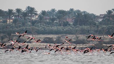 بألوان النحام الوردي.. كيف تحولت بحيرة قارون إلى لوحة فنية عالمية بعدسة مصور مصري؟ 2 324165
