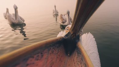 داخل الفم .. بجعة فضولية تمنح مصوراً يونانياً جائزة عالمية بصورة من مسافة صفر 2 328081