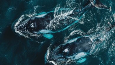رحلة تاريخية.. حوتان أحدبان يسجلان أطول هجرة في العالم بمسافة 15 ألف كيلومتر 4 6a0ec37442360471a31a5941