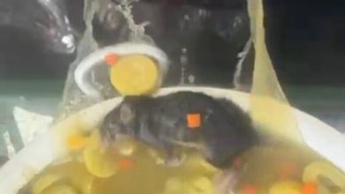 كارثة صحية في قاعدة عسكرية بحيفا.. فئران داخل القدور ومطالب بفتح تحقيق عاجل 1 6a0eccdb4c59b747f44f101f