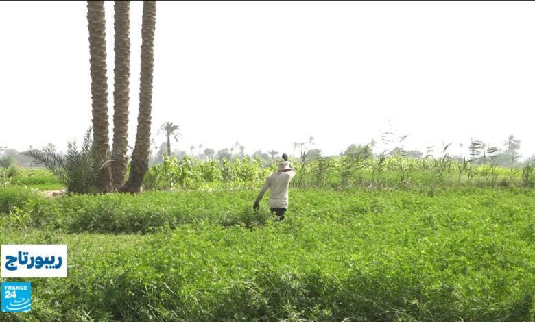 عنوان الأزمة المائية في مصر: ندرة النيل تهدد الأمن الغذائي 1 d8b9d986d988d8a7d986 d8a7d984d8a3d8b2d985d8a9 d8a7d984d985d8a7d8a6d98ad8a9 d981d98a d985d8b5d8b1 d986d8afd8b1d8a9 d8a7d984d986d98ad984