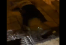 d8a7d984d8a7d8add8aad984d8a7d984 d98ad982d8aad984 d8b4d8a7d8a8d8a7d98b d981d984d8b3d8b7d98ad986d98ad8a7d98b d8a8d8a8d8a7d8a8 d8a7d984